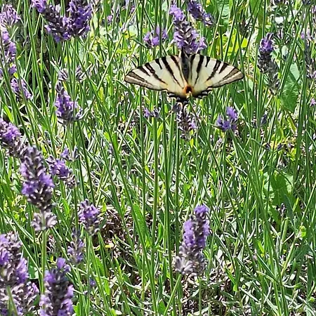 Sous Le Grand Pin Eden En Cevennes Holiday home